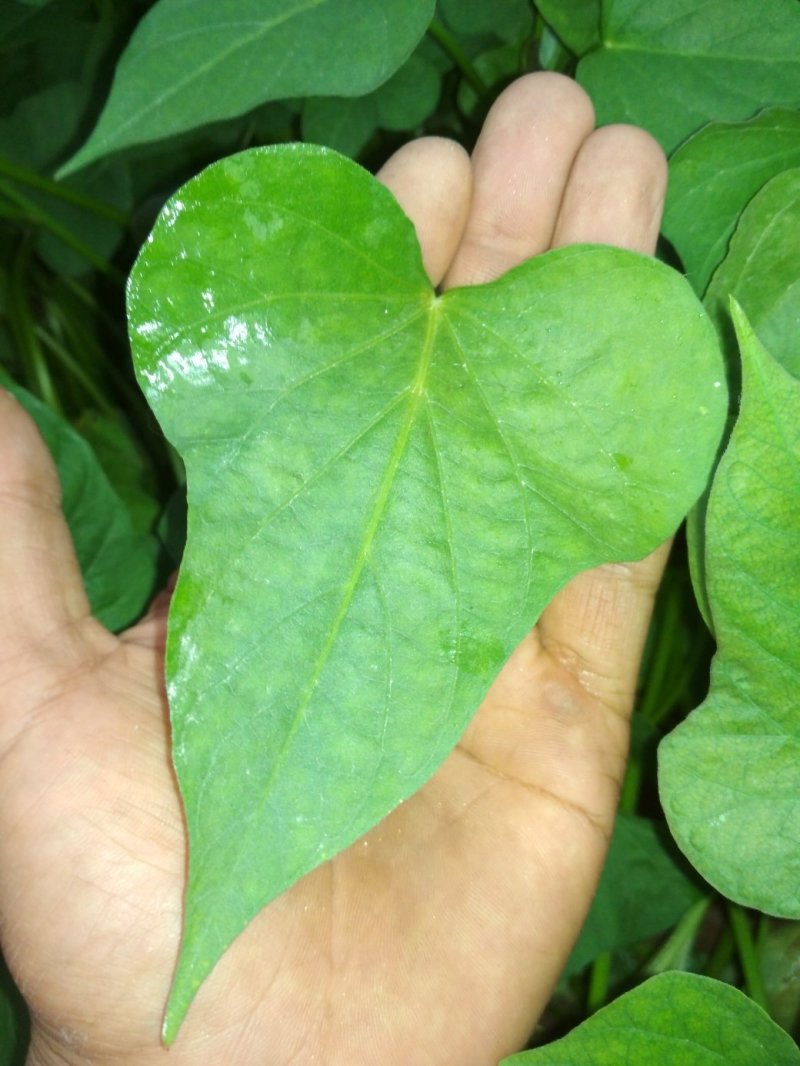 农科院脱毒西瓜红红薯苗，河北种苗，基地，超甜蜜薯