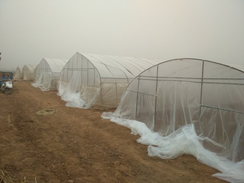 农科院脱毒西瓜红红薯苗，河北种苗，基地，超甜蜜薯