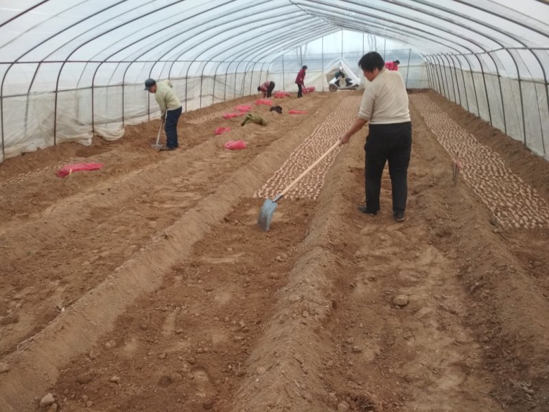 农科院脱毒西瓜红红薯苗，河北种苗，基地，超甜蜜薯