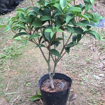 桂花球