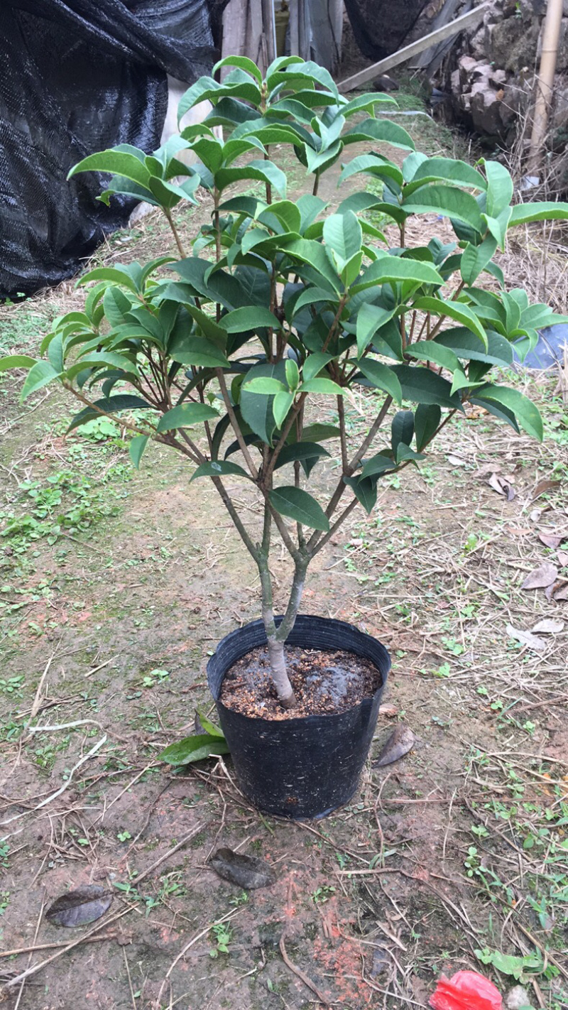 桂花球