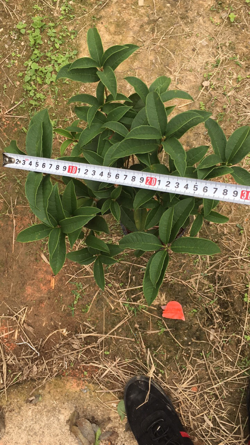 桂花球