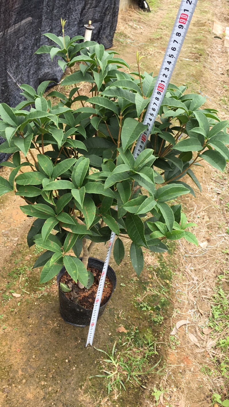 桂花球
