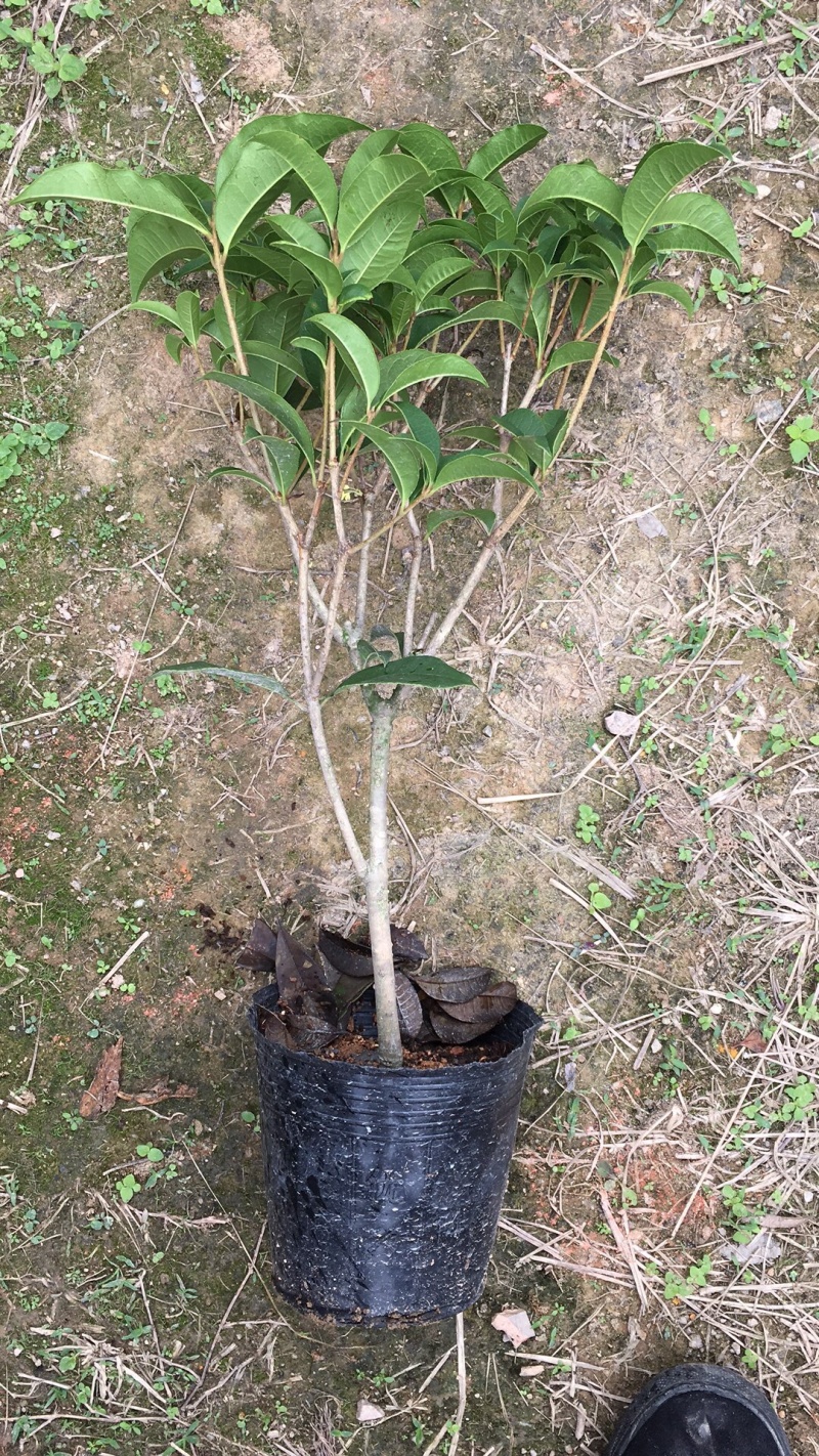 桂花球