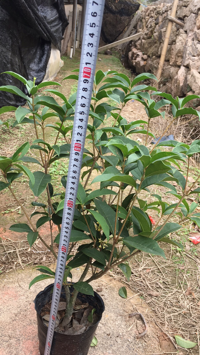 桂花球