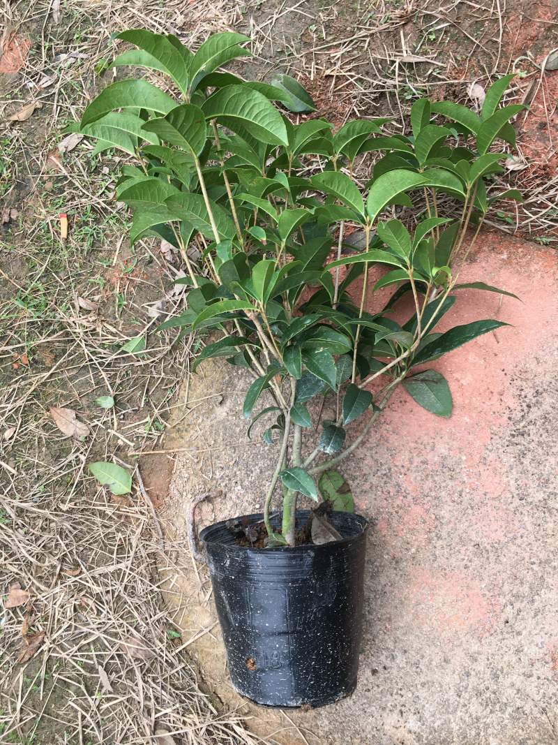 桂花球