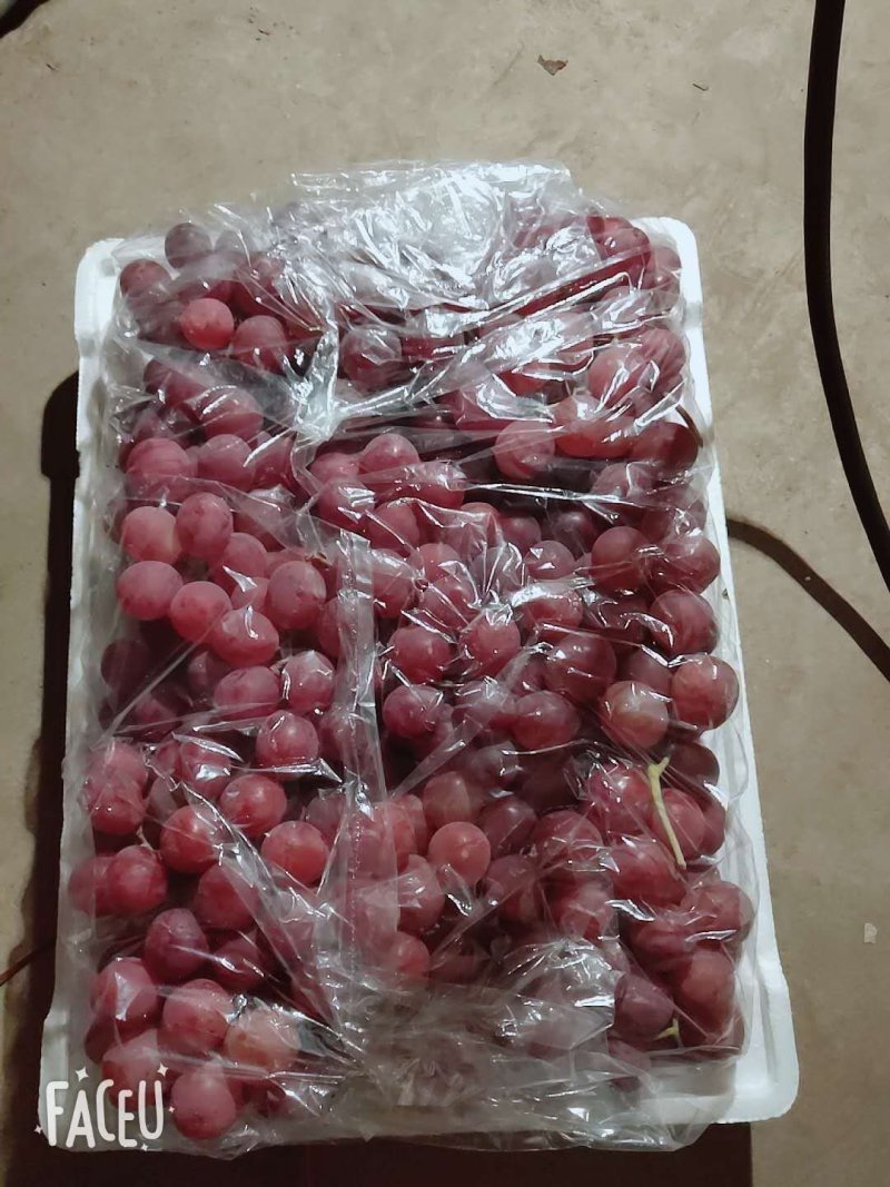 基地直发红提葡萄，价格可谈，量大从优，饱满多汁。