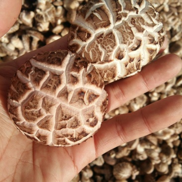 河南内乡春栽天然鲜菇现货大量供应，品质保证