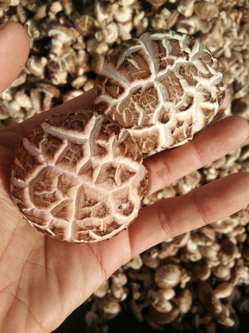 河南内乡春栽天然鲜菇现货大量供应，品质保证