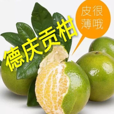 柑桔