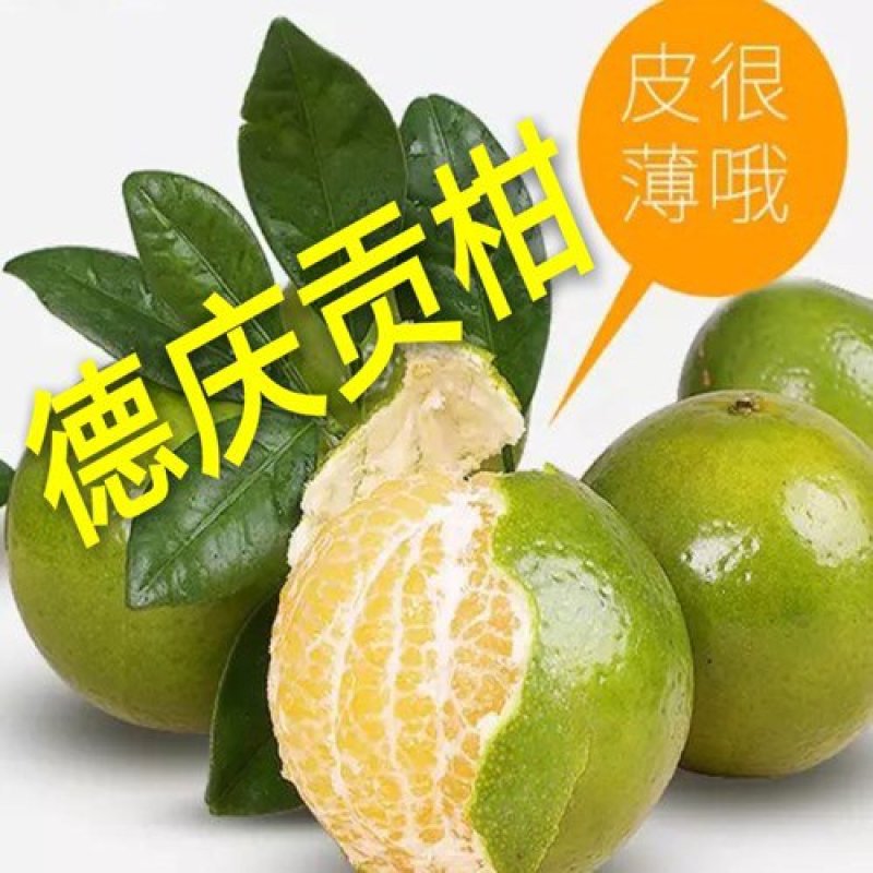 柑桔