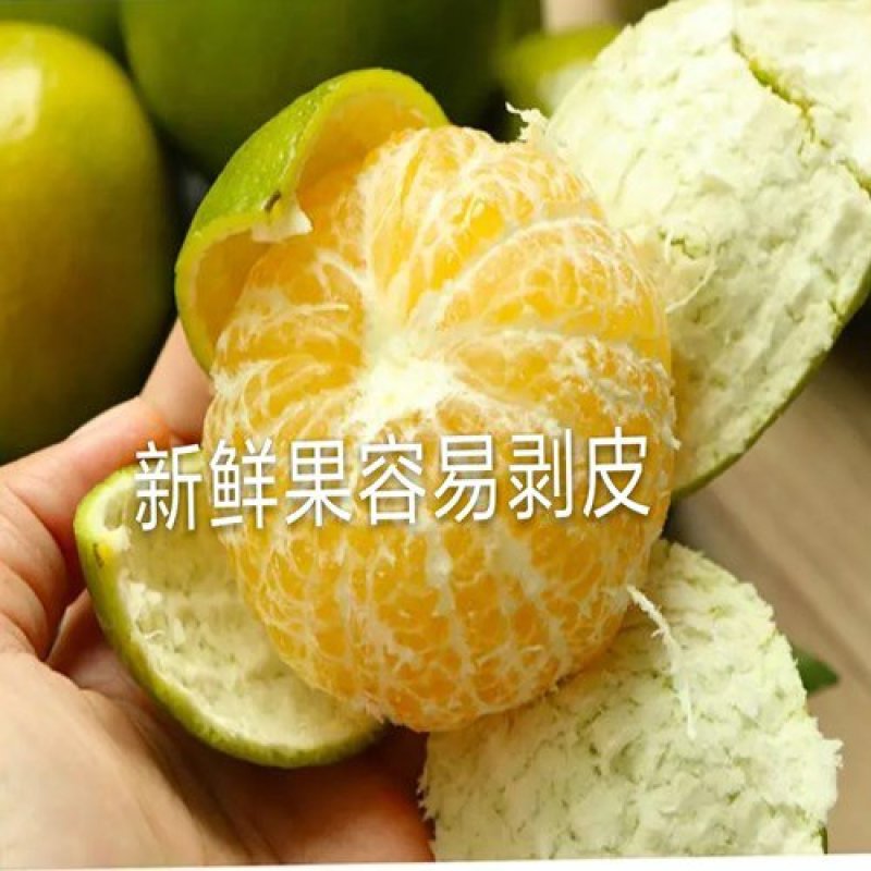 柑桔