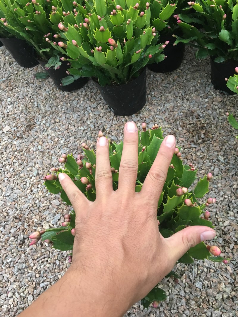 蟹爪兰
