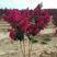 美国三红紫薇各种大小规格齐全，欢迎新老客户订购，