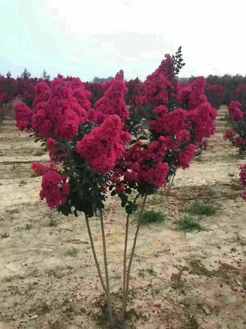 美国三红紫薇各种大小规格齐全，欢迎新老客户订购，