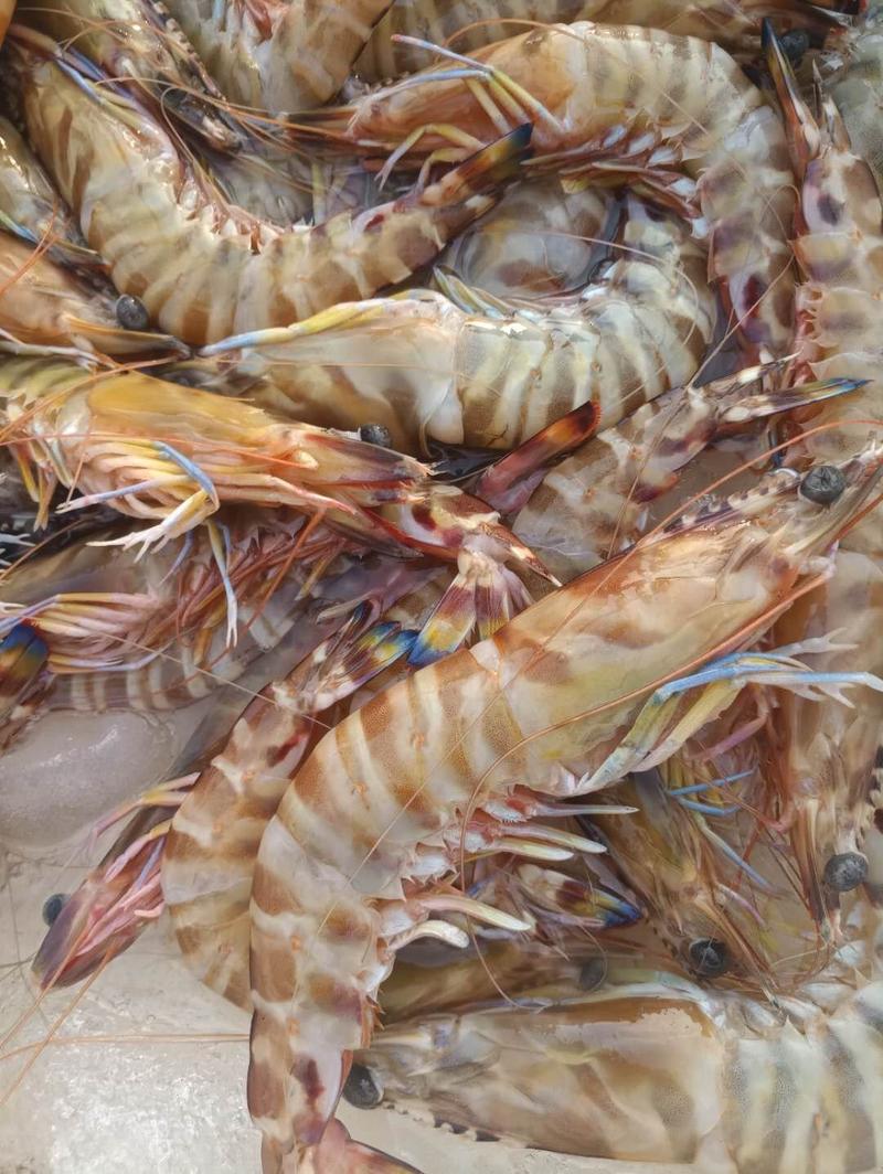 斑节虾九节虾