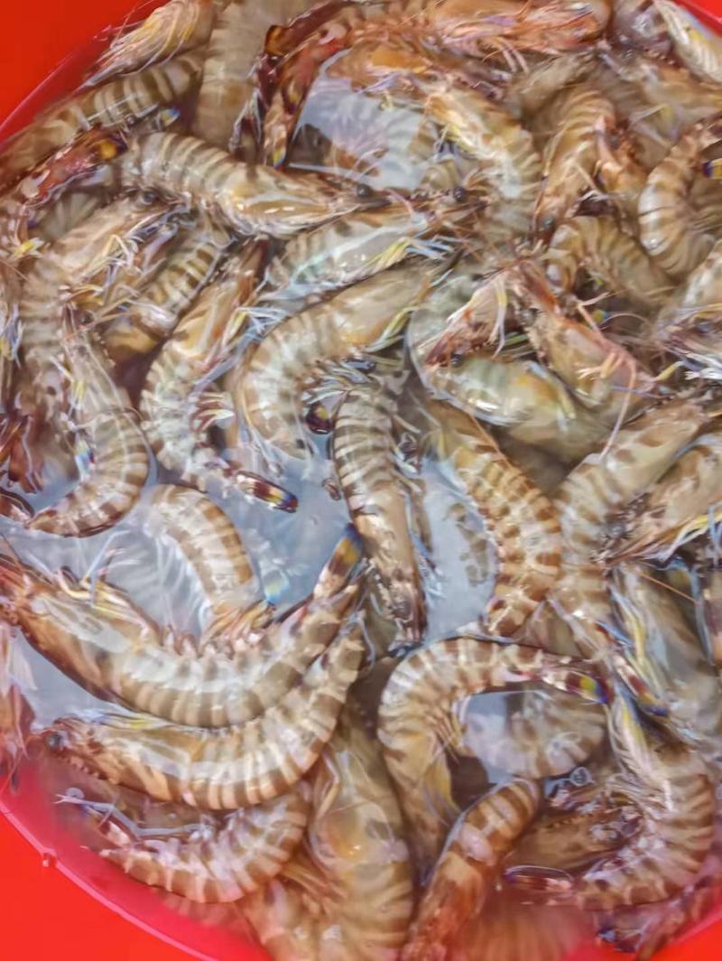 斑节虾九节虾