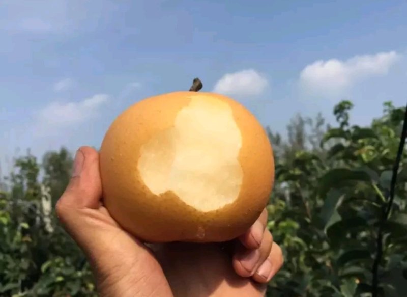 秋月梨树苗提供技术指导包成活包售后全国保湿运输