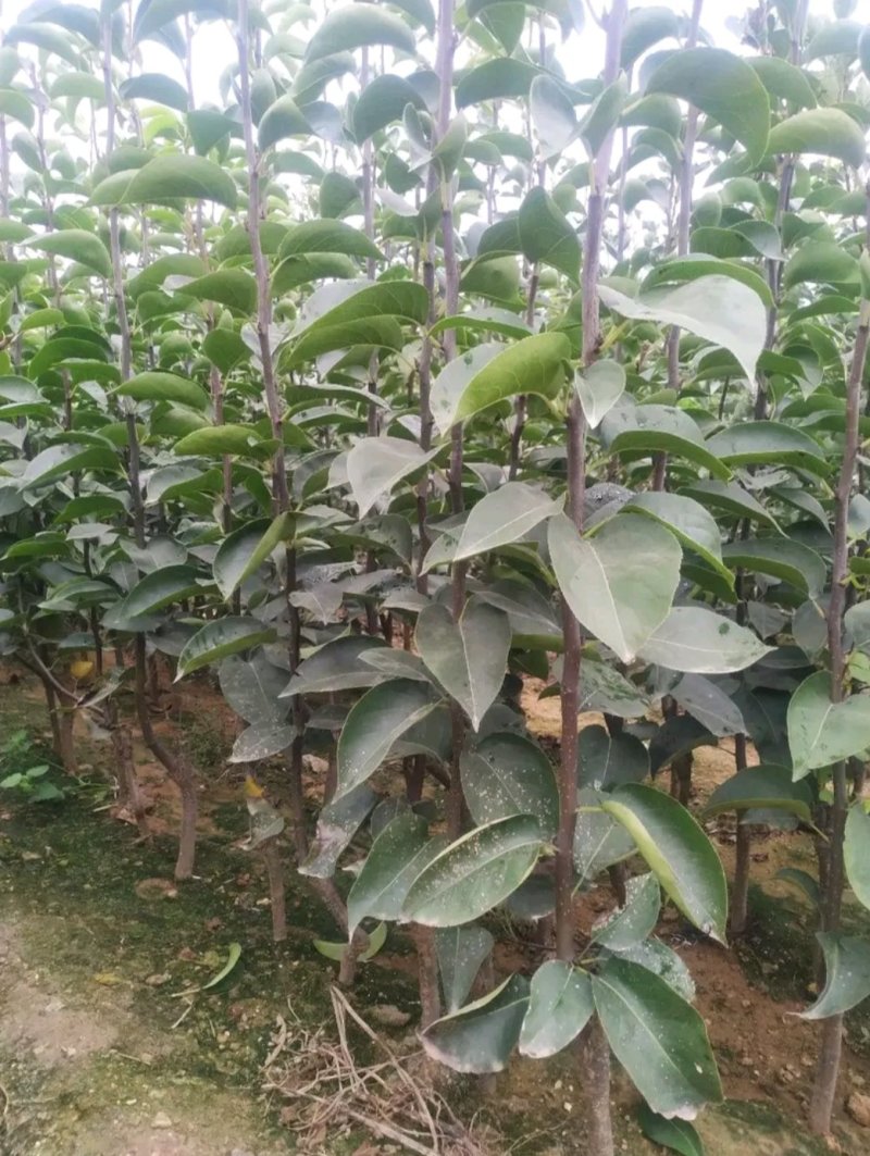 秋月梨树苗提供技术指导包成活包售后全国保湿运输
