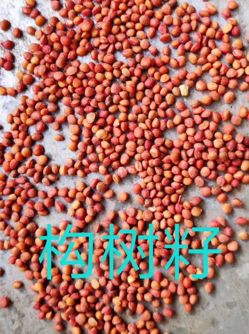 构树构树种子牛羊饲料易播种产量高光山复绿道路绿化诸实