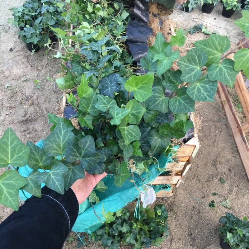 常春藤青叶花叶背景墙工程绿化均可一件起批量大从优