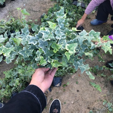常春藤青叶花叶背景墙工程绿化均可一件起批量大从优