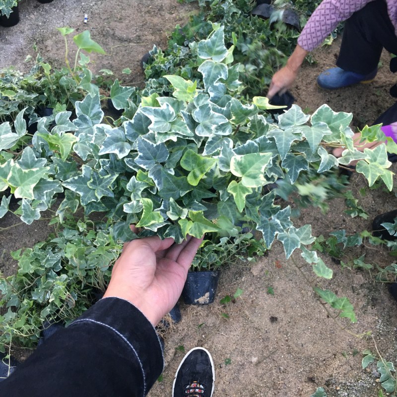 常春藤青叶花叶背景墙工程绿化均可一件起批量大从优