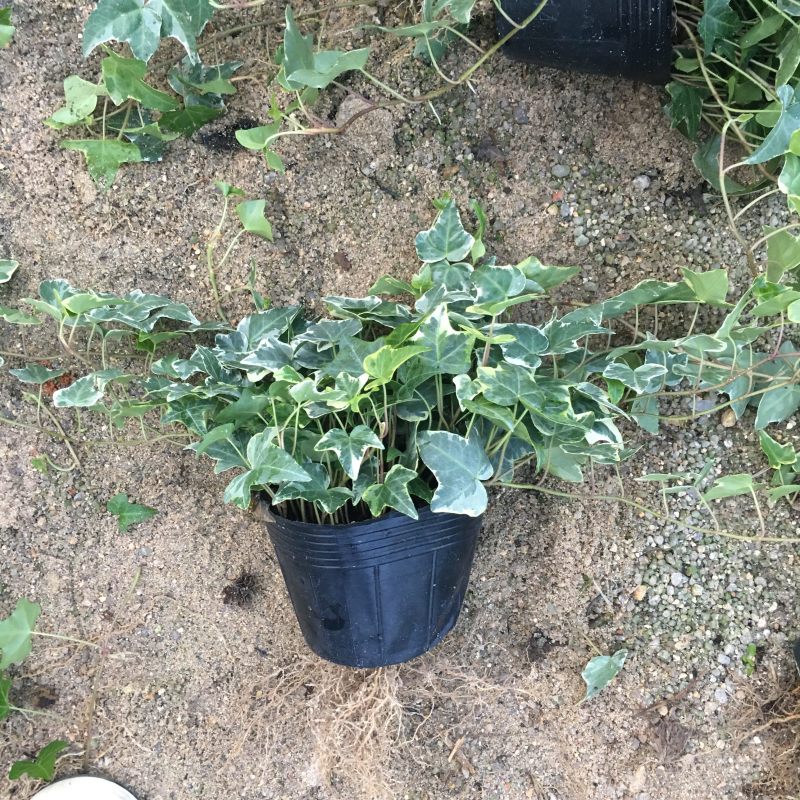 常春藤青叶花叶背景墙工程绿化均可一件起批量大从优