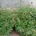 白芍种苗，白芍芽头，规格齐全，成活率高，全程跟踪技术指导