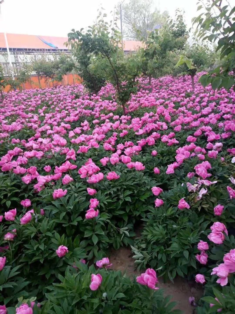 白芍种苗，白芍芽头，规格齐全，成活率高，全程跟踪技术指导