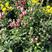 菊花（红，粉，黄，白，绿）盆栽苗图片真实