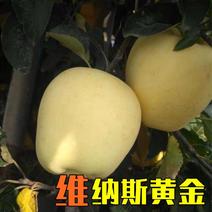 【好货源】维纳斯黄金苹果树苗，自己家的苗子，品种纯真