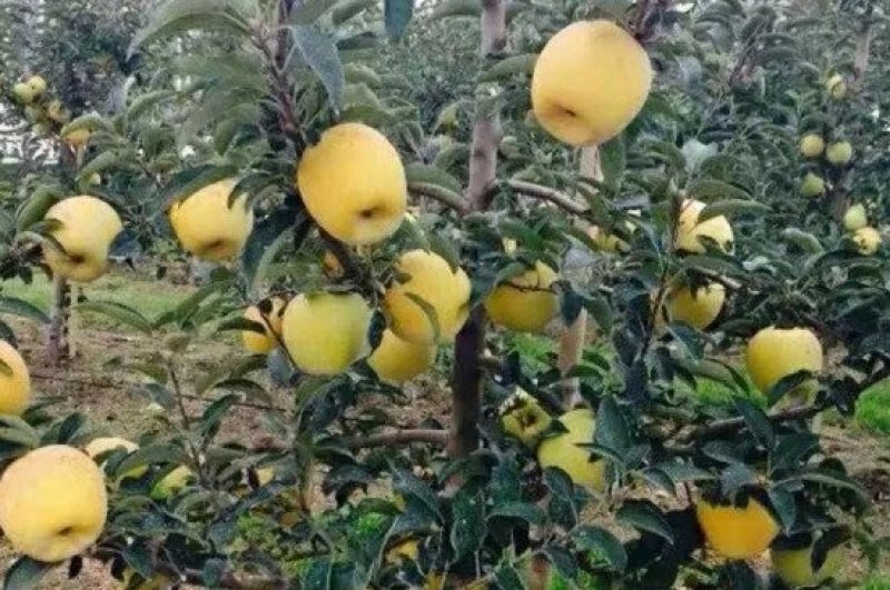 【好货源】维纳斯黄金苹果树苗，自己家的苗子，品种纯真