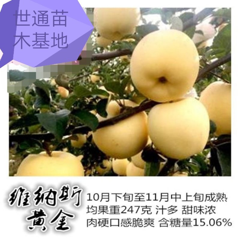 【好货源】维纳斯黄金苹果树苗，自己家的苗子，品种纯真