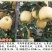【好货源】维纳斯黄金苹果树苗，自己家的苗子，品种纯真