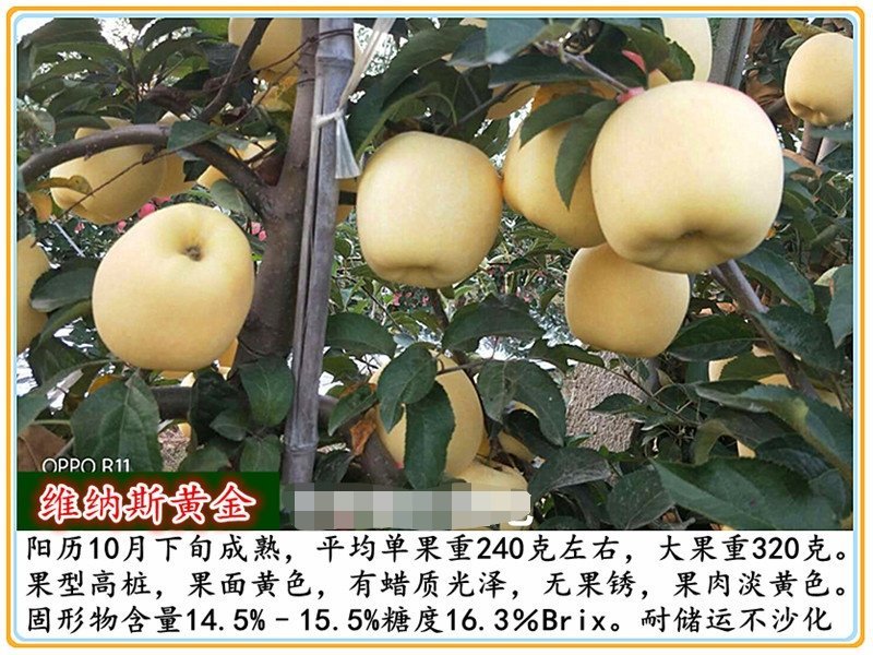 【好货源】维纳斯黄金苹果树苗，自己家的苗子，品种纯真