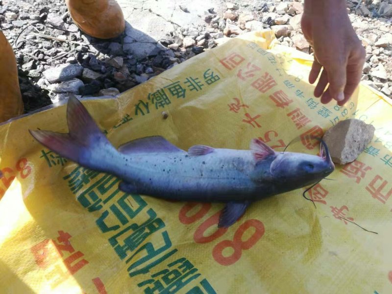 大量叉尾鱼出售