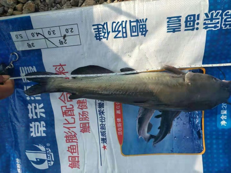 大量叉尾鱼出售