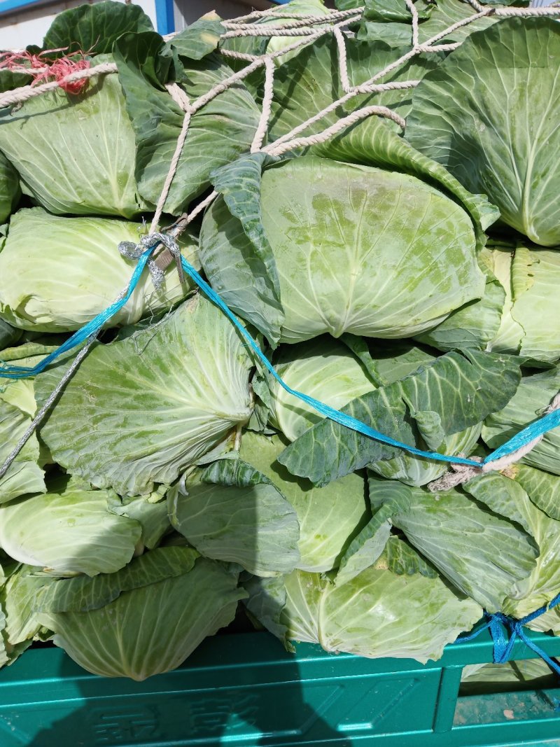 《京丰包菜》发市场小个二三斤基地种植货源充足