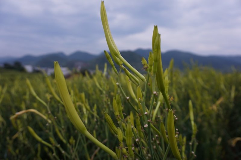 黄花菜种苗