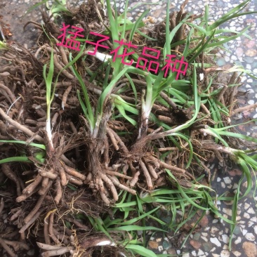 黄花菜种苗