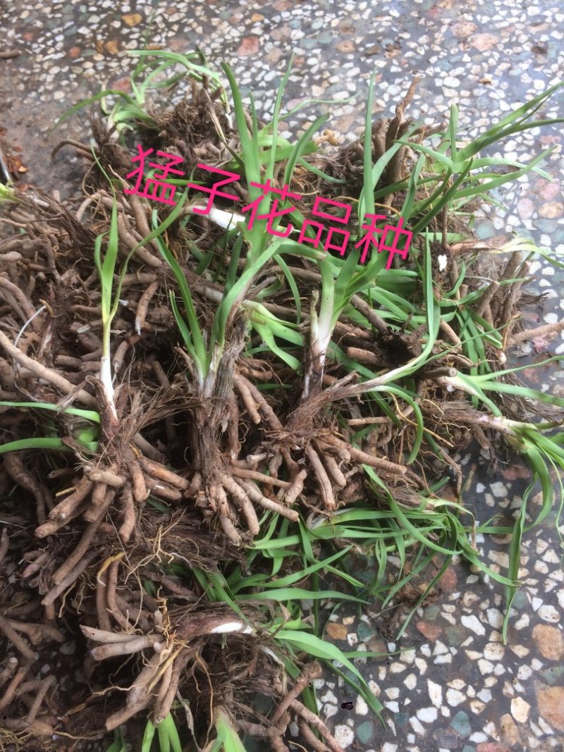 黄花菜种苗