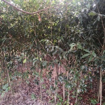 福建丹桂花树苗