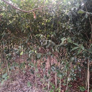 福建丹桂花树苗