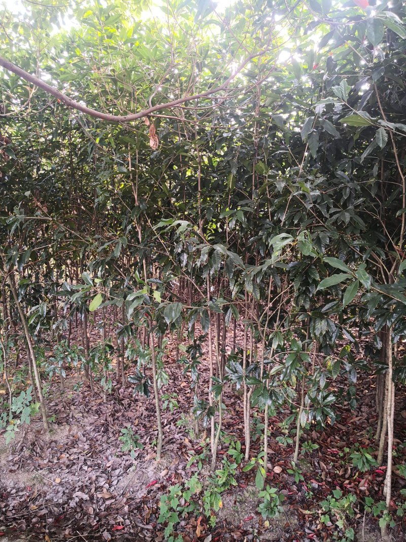 福建丹桂花树苗