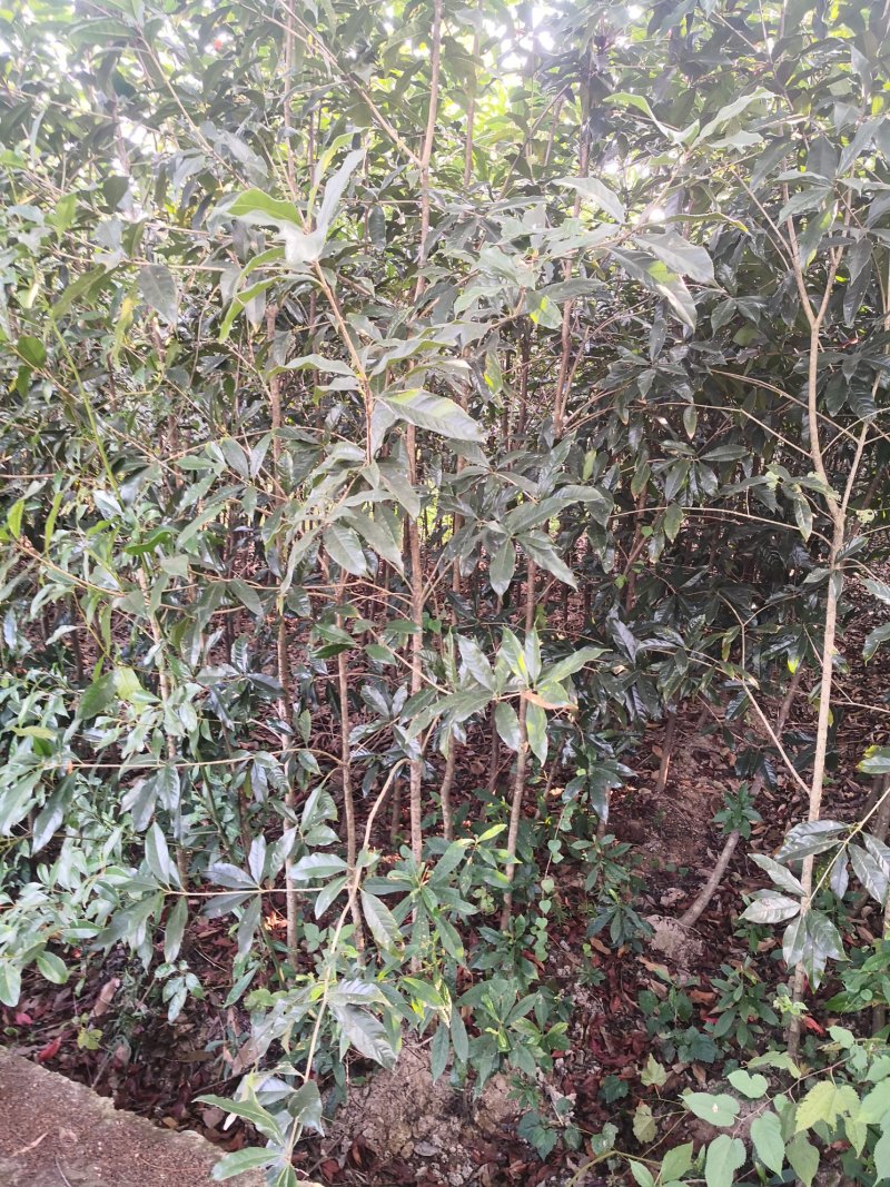 福建丹桂花树苗