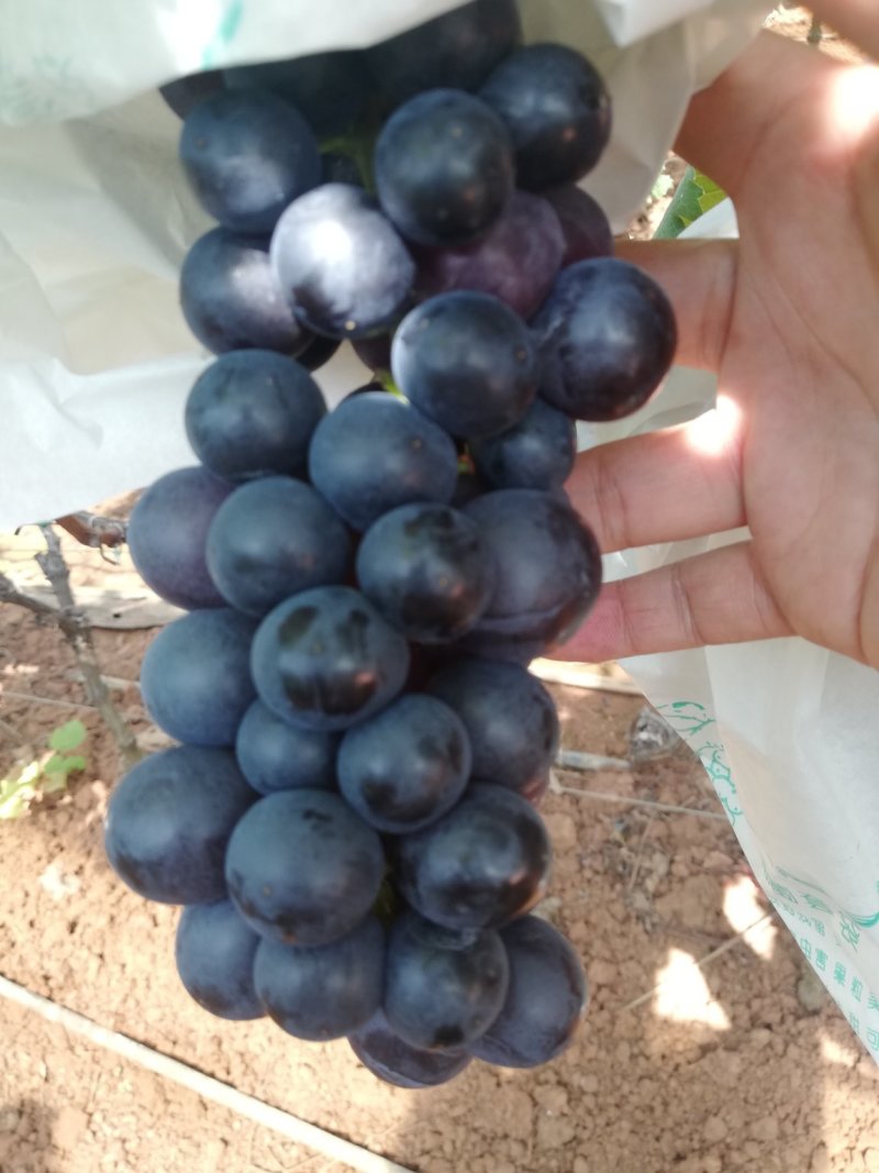 夏黑