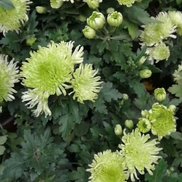 菊花黄千丝绿乒乓。墨菊花盆栽。