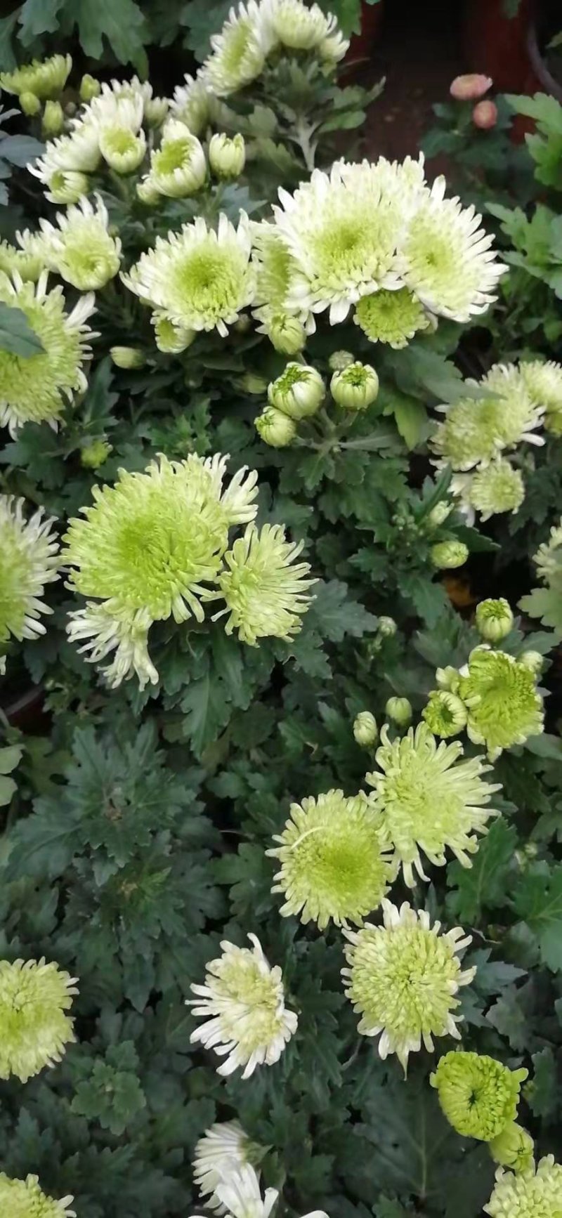 菊花黄千丝绿乒乓。墨菊花盆栽。