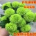 菊花黄千丝绿乒乓。墨菊花盆栽。